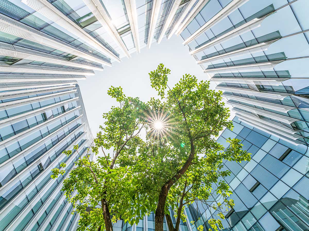 Upward view of a tree surrounded by glass skyscrapers