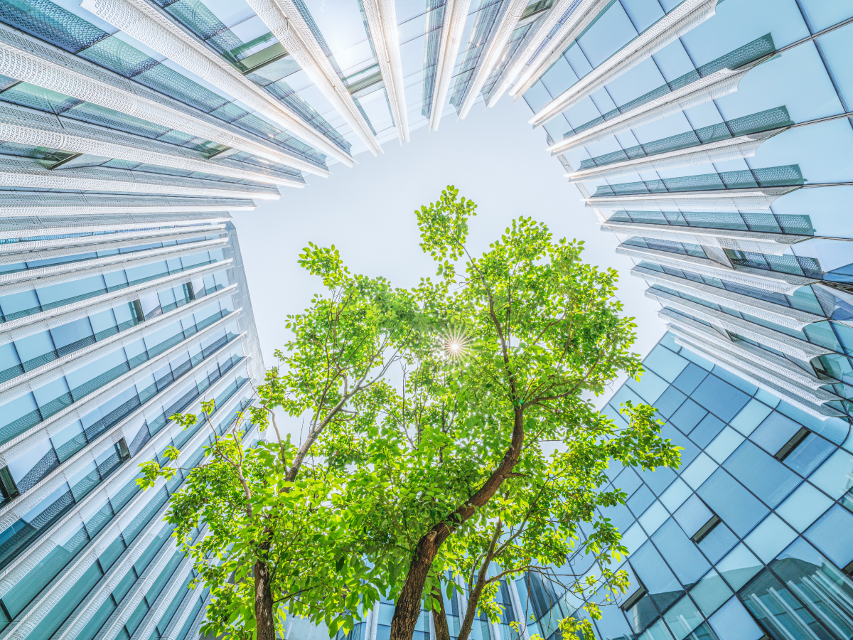 view looking up through a tree in the courtyard of an office building