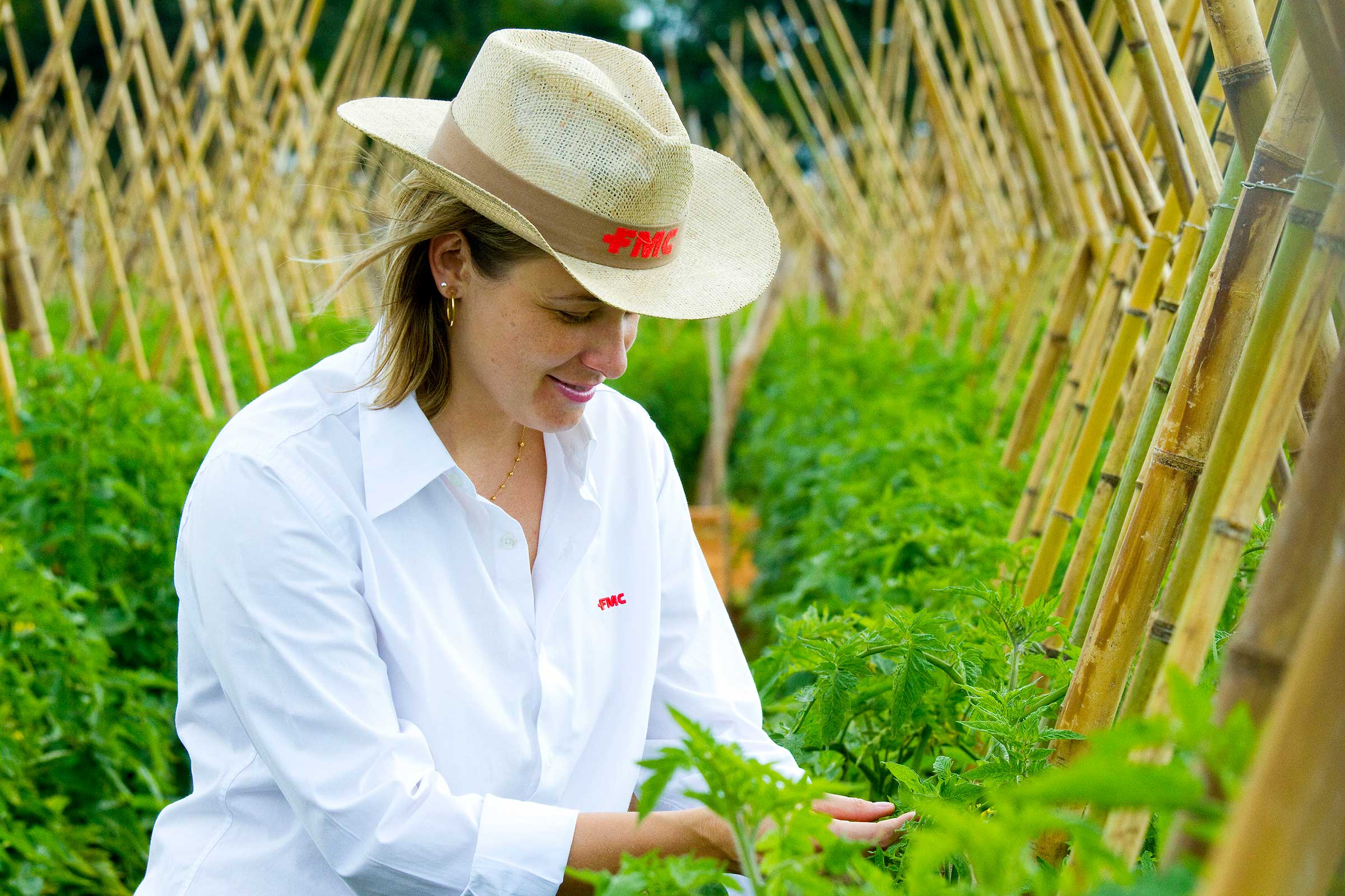 Person wearing an FMC hat kneeling down to inspect tomato plants