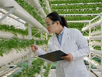 Scientist working with genetically modified plants