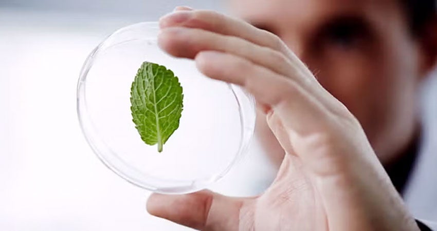 A scientist looking at a leaf in a petri dish