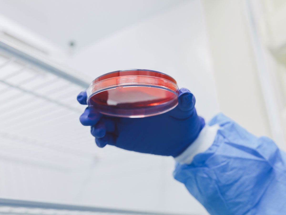 Lab tech holding a sample in a petri dish