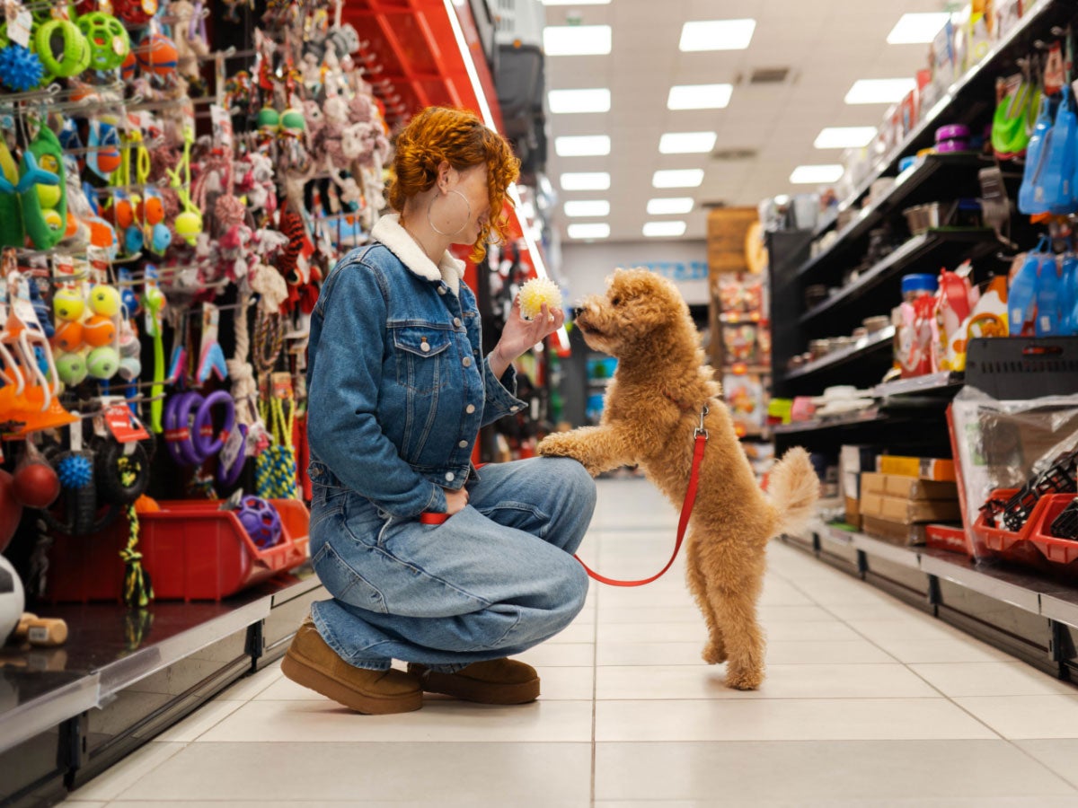 Person with an apricot miniature poodle shopping for dog toys in a pet store