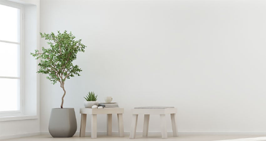 Light colored furniture and a green plant