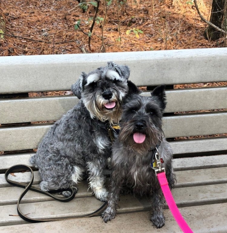 Patricia's gray and black dogs next to each other on a bench in the woods. 