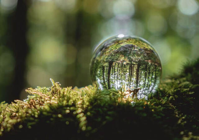 A crystal ball lies on a moss in the forest, reflecting the forest.