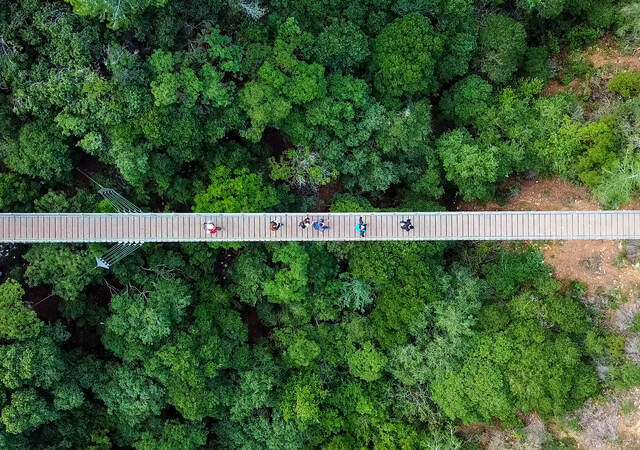 An aerial view of a bridge of a tree canopy