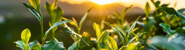closeup of green plants against hilly sunrise. 