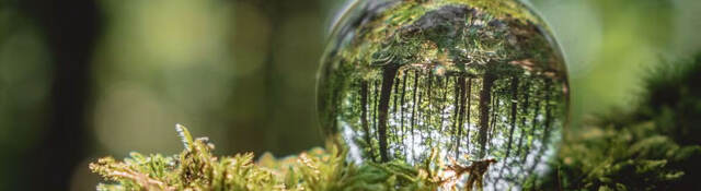 A crystal ball lies on a moss in the forest, reflecting the forest.
