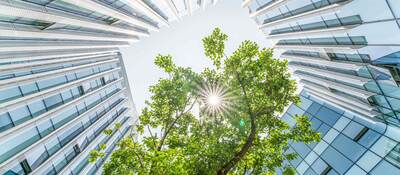 Upward view of a tree surrounded by glass skyscrapers