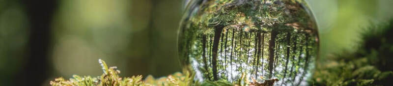 A crystal ball lies on a moss in the forest, reflecting the forest.