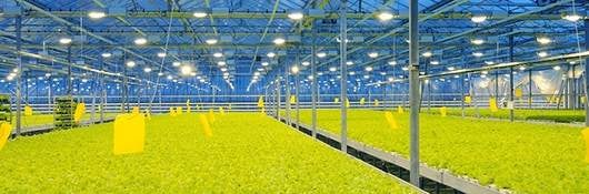 rows of lettuce growing under greenhouse supplemental lighting