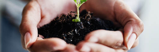 Photo of hands cupped holding a very small tree