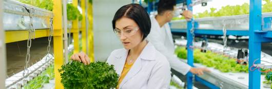 Techs measure plant growth, lit by a horticultural lighting system 