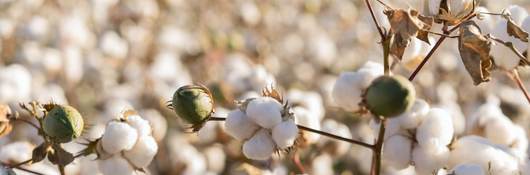 Picture of a field of cotton