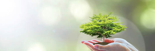 Extended hand with tree growing in the person’s palm