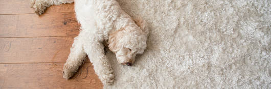 White dog laying on white area rug over hardwood floor