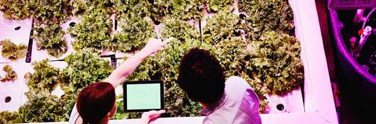 Engineers check plant growth in a greenhouse under specialized horticultural lighting.