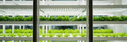 A greenhouse full of vegetable plants under a horticultural lighting array.