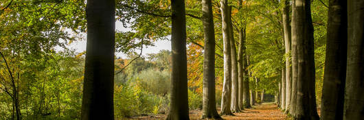 beautiful photo of a forest in autumn