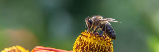 Honey bee covered with yellow pollen drink nectar, pollinating orange flower.