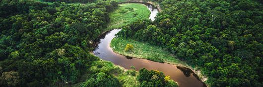 Atlantic Forest in Brazil