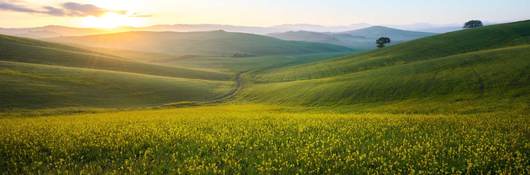 Sunrise on a green valley with little yellow flowers