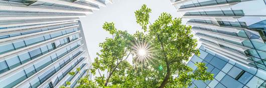 Upward view of a tree surrounded by glass skyscrapers