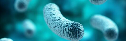 Image of legionella.