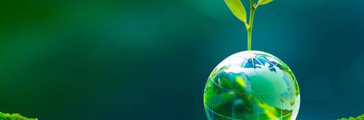 A small green plant grows from a crystal globe sitting on a moss covered branch