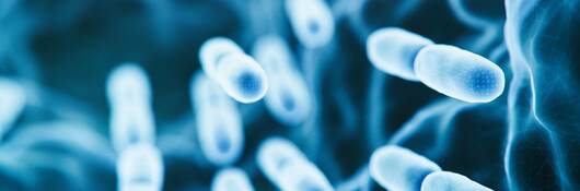 Abs lactobacillus bulgaricus bacteria