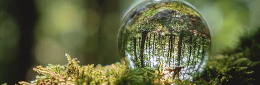 A crystal ball lies on a moss in the forest, reflecting the forest.