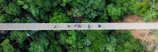 An aerial view of a bridge of a tree canopy
