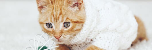 Orange tabby kitten wearing a sweater and playing with a cat toy
