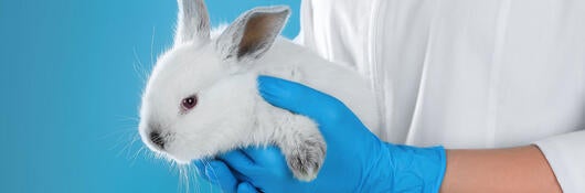 A scientist holding a rabbit