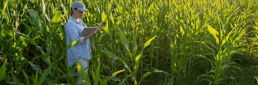 A farmer checking on a corn crop