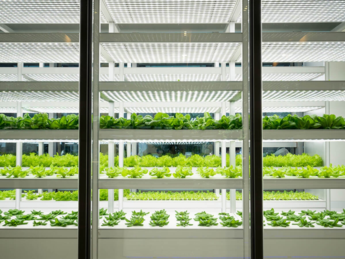 Photo inside of greenhouse