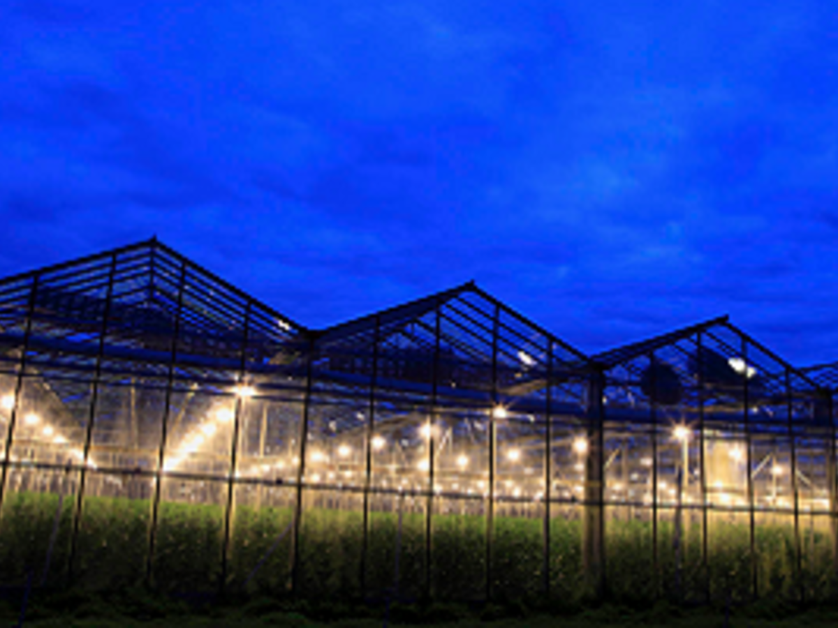 Outside looking in view of a cannabis farm at night.