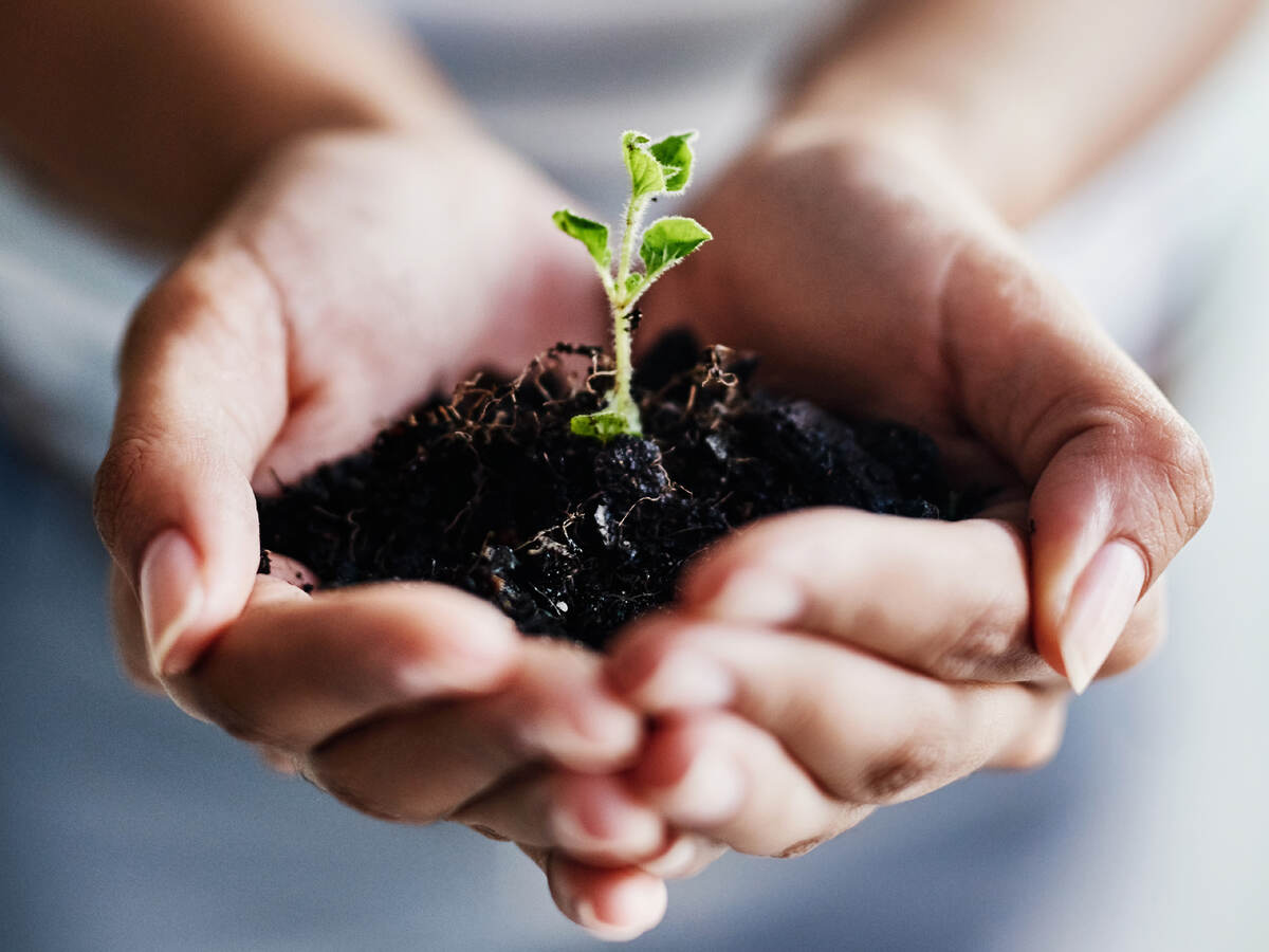 Photo of hands cupped holding a very small tree