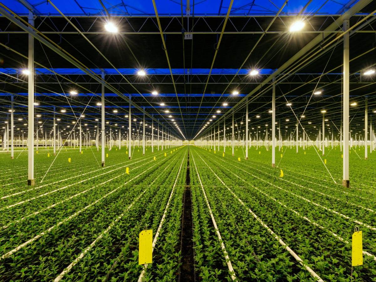 Horticultural lighting greenhouse lighting farming