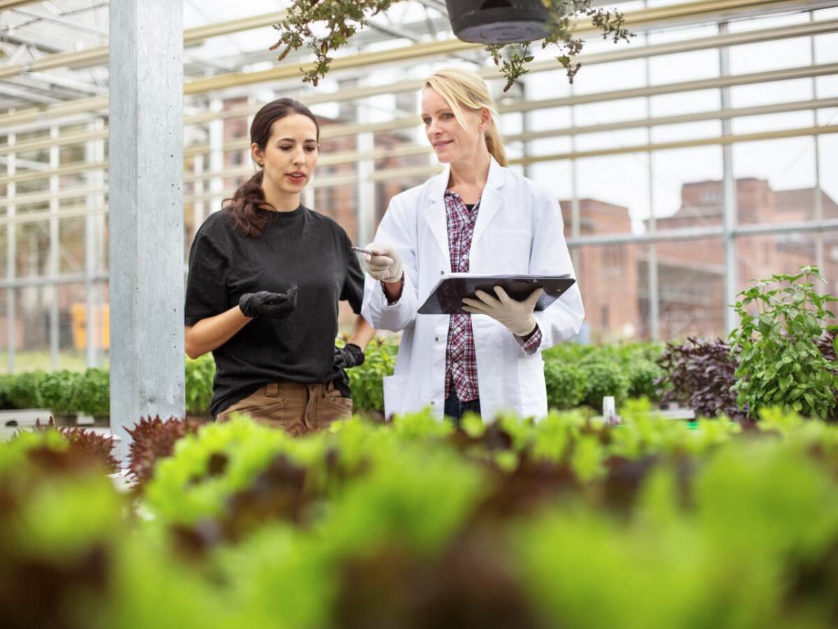 Scientist with worker examining plants in greenhouse