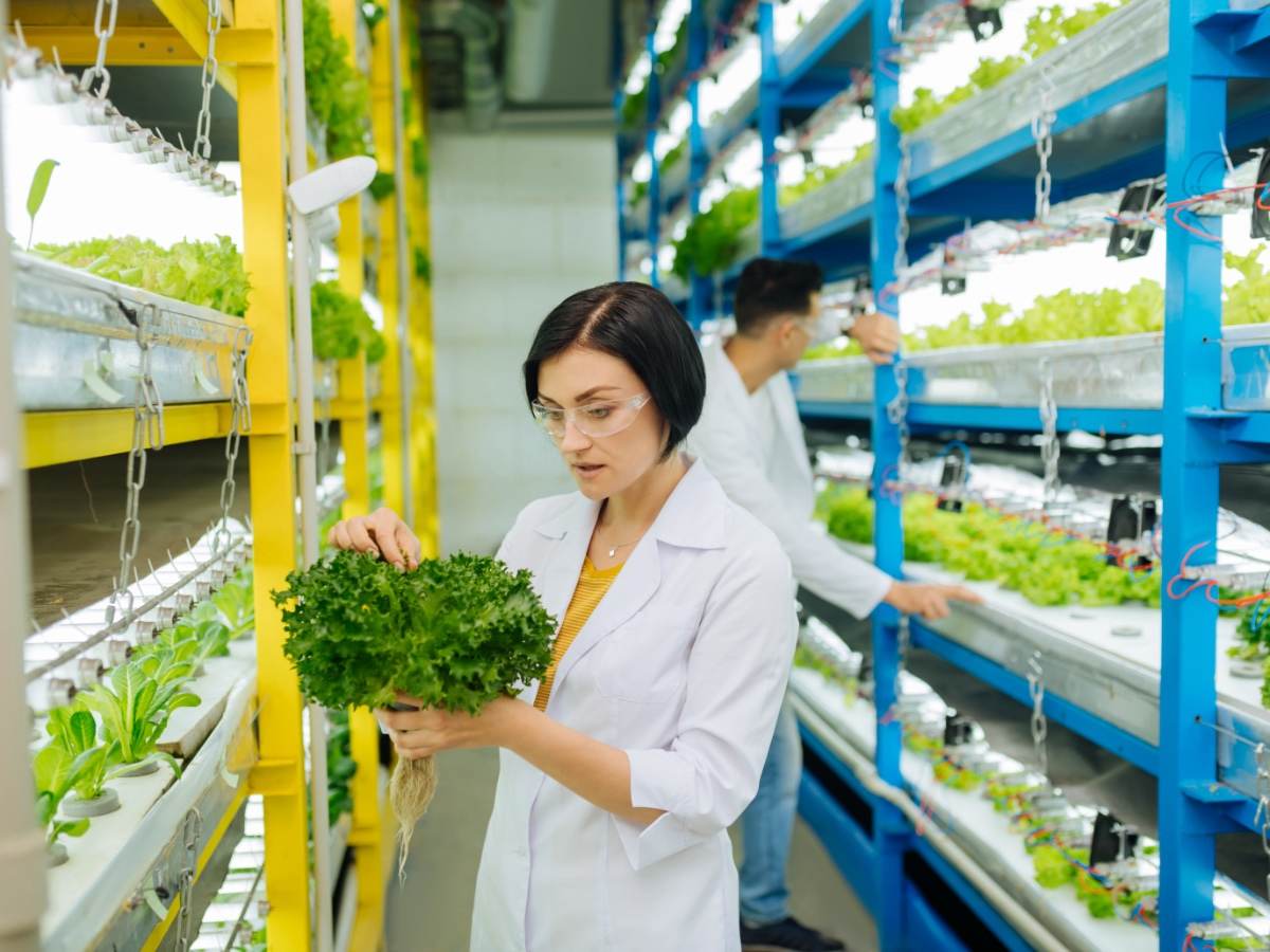 Techs measure plant growth, lit by a horticultural lighting system 