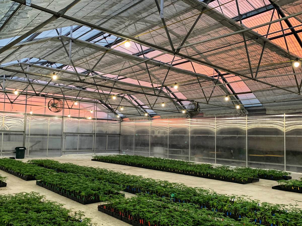 Cannabis plants growing indoors.