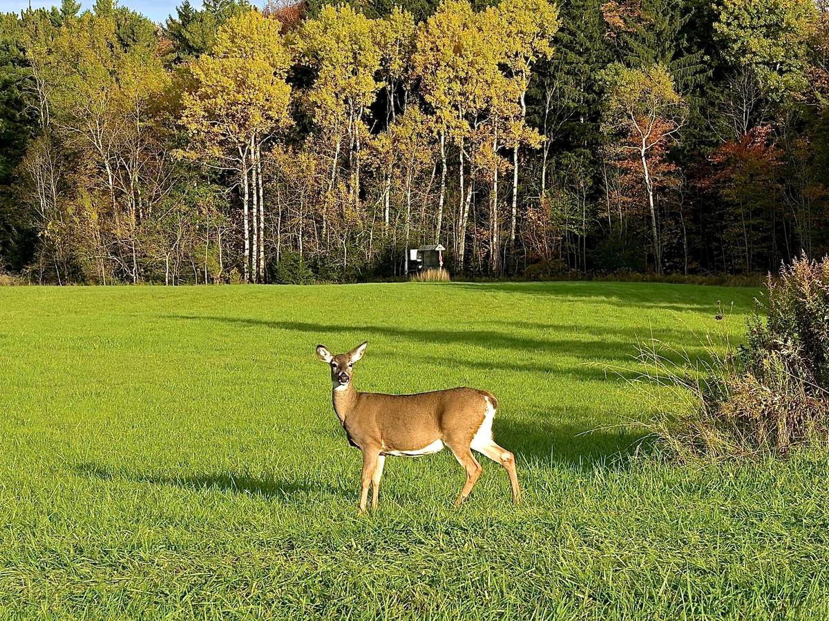 Deer standing in grass field