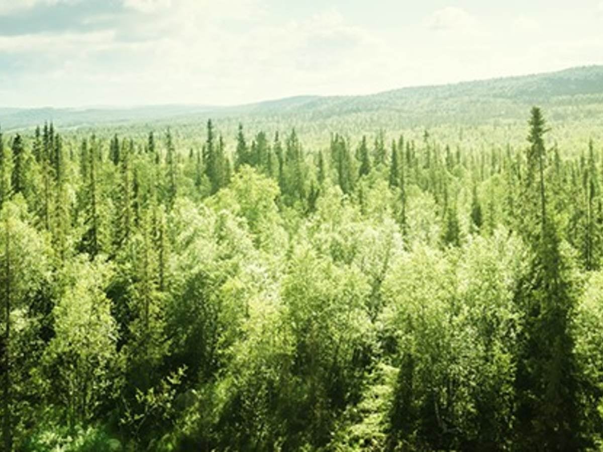 Overlook of tree tops