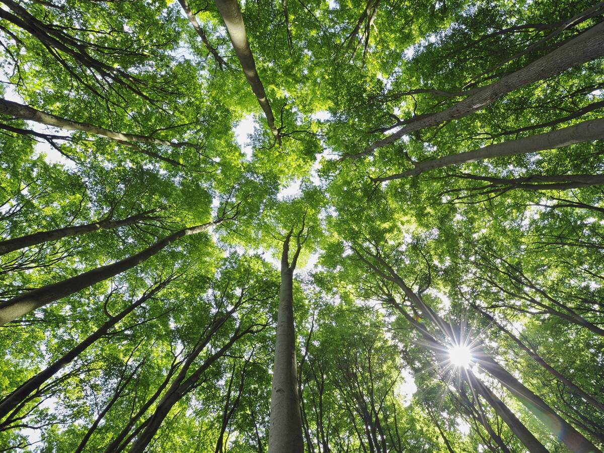 Sunlight through trees