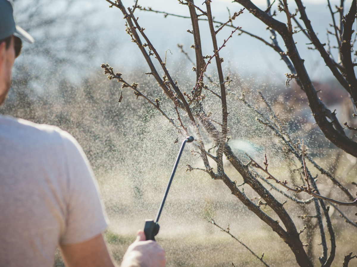 Man spraying plant