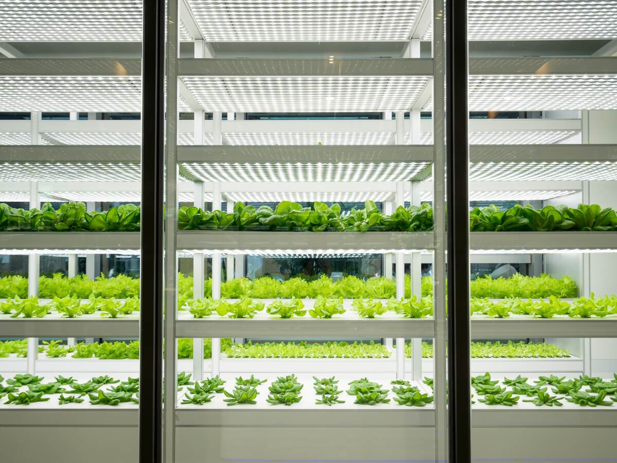 A greenhouse full of vegetable plants under a horticultural lighting array.