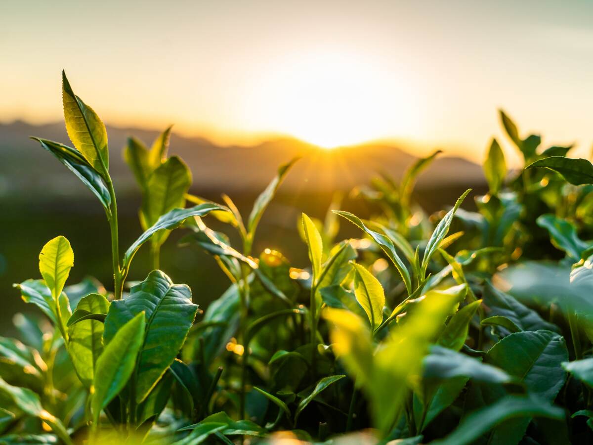 closeup of green plants against hilly sunrise. 