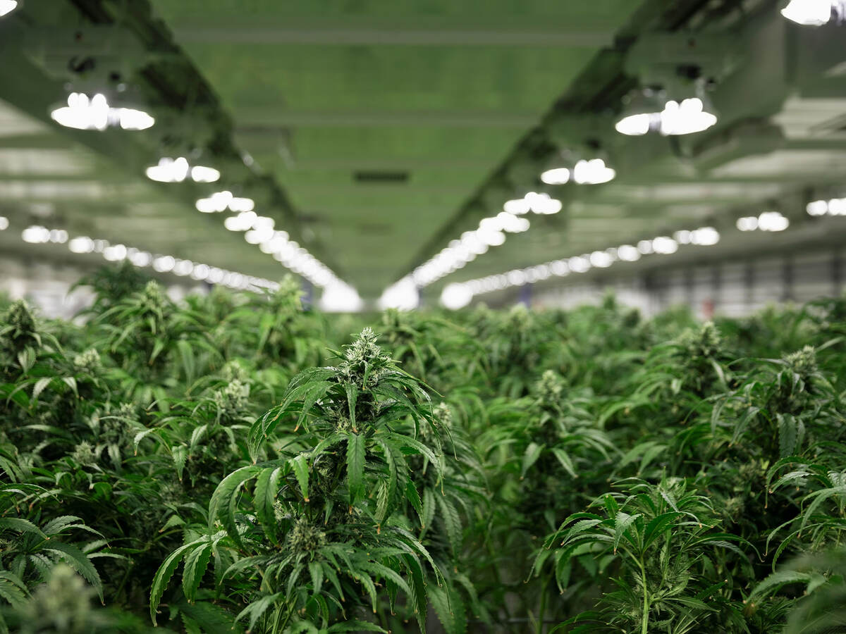 Cannabis plants growing indoors